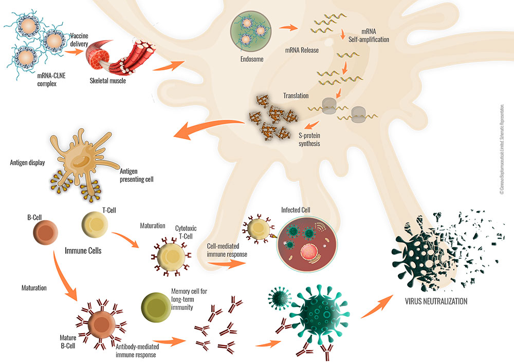 Mechanism of Action of mRNA vaccine